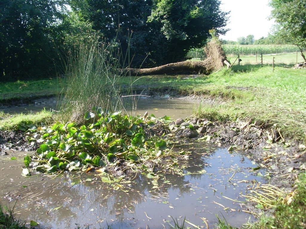 Weiherreinigung 2014