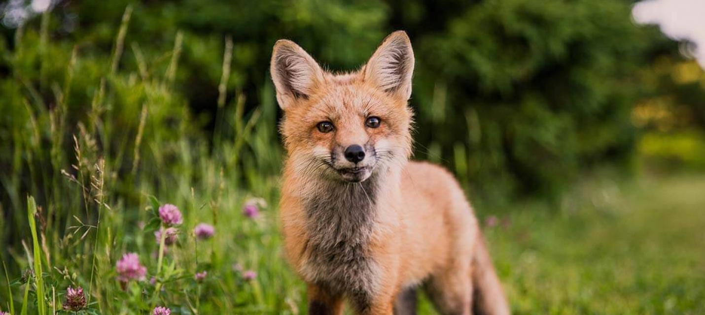 Fuchs im Garten – was tun? Alle Infos über den tierischen Besuch