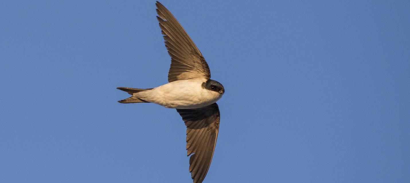 Vogel des Jahres 2010: Mehlschwalbe