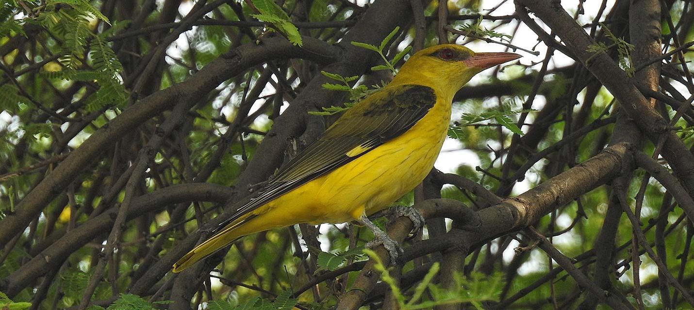 Vogel des Jahres 2013: Pirol